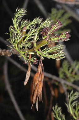 APII jpeg image of Fraxinus angustifolia subsp. angustifolia  © contact APII