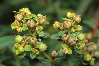 APII jpeg image of Euphorbia oblongata  © contact APII