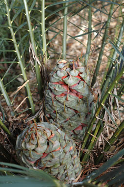 APII jpeg image of Macrozamia montana  © contact APII