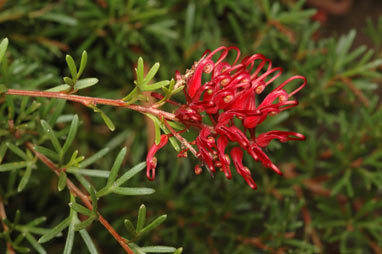 APII jpeg image of Grevillea 'Red Wings'  © contact APII