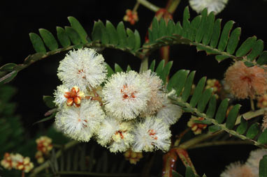 APII jpeg image of Acacia terminalis  © contact APII