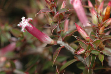 APII jpeg image of Leucopogon neo-anglicus  © contact APII