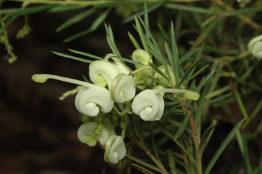 APII jpeg image of Grevillea rosmarinifolia 'Nana'  © contact APII