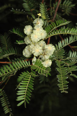 APII jpeg image of Acacia terminalis  © contact APII