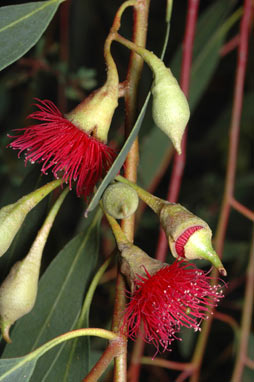 APII jpeg image of Eucalyptus petiolaris  © contact APII