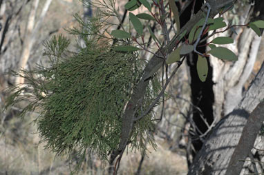 APII jpeg image of Muellerina eucalyptoides  © contact APII