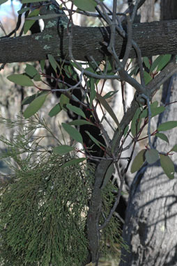 APII jpeg image of Muellerina eucalyptoides  © contact APII