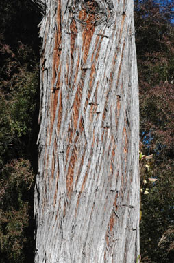 APII jpeg image of Eucalyptus macrorhyncha  © contact APII