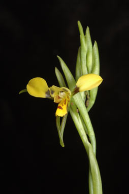 APII jpeg image of Diuris abbreviata  © contact APII