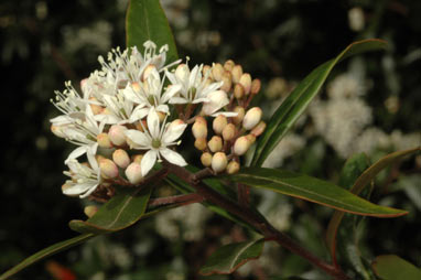 APII jpeg image of Leionema elatius subsp. beckleri  © contact APII