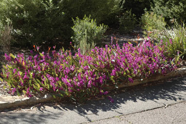 APII jpeg image of Hardenbergia violacea  © contact APII