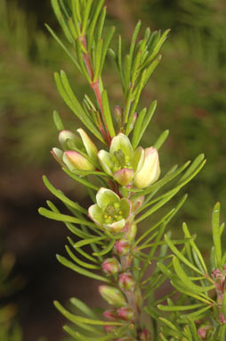 APII jpeg image of Boronia clavata  © contact APII