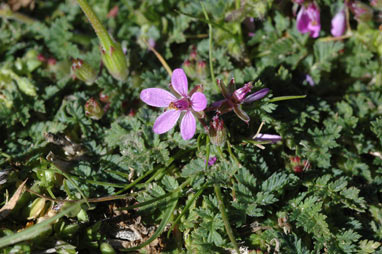 APII jpeg image of Erodium cicutarium  © contact APII