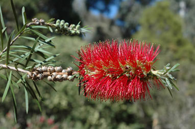 APII jpeg image of Callistemon linearis  © contact APII