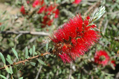 APII jpeg image of Callistemon citrinus 'Firebrand'  © contact APII