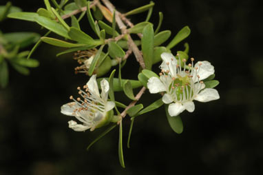 APII jpeg image of Leptospermum polygalifolium subsp. polygalifolium  © contact APII