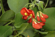 Kennedia macrophylla