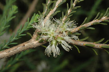 APII jpeg image of Melaleuca bracteosa  © contact APII