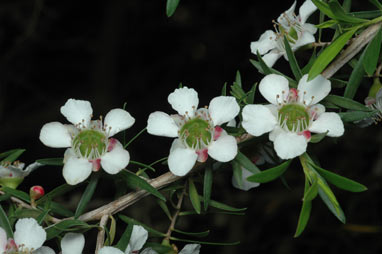 APII jpeg image of Leptospermum polygalifolium subsp. montanum  © contact APII