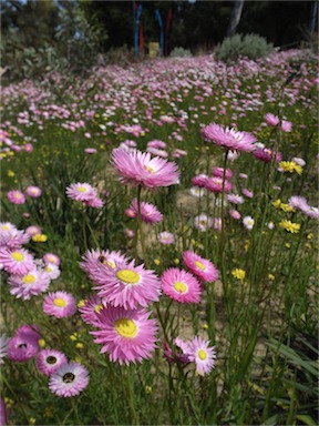 APII jpeg image of Rhodanthe chlorocephala subsp. rosea  © contact APII