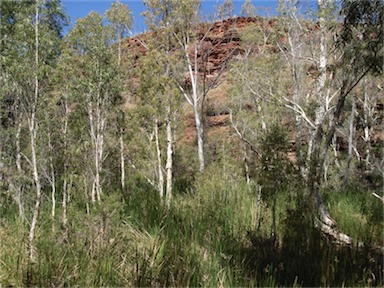 APII jpeg image of Melaleuca argentea  © contact APII