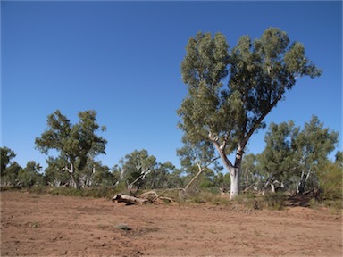 APII jpeg image of Eucalyptus camaldulensis subsp. obtusa  © contact APII