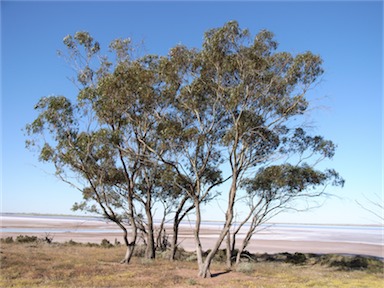 APII jpeg image of Eucalyptus loxophleba  © contact APII