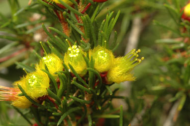 APII jpeg image of Verticordia staminosa var. cylindracea  © contact APII