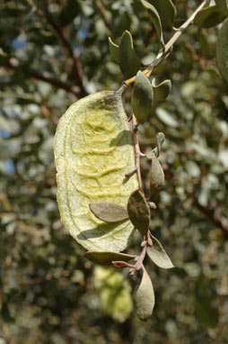 APII jpeg image of Acacia craspedocarpa  © contact APII