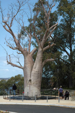 APII jpeg image of Adansonia gregorii  © contact APII