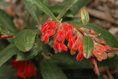 APII jpeg image of Grevillea brachystylis subsp. brachystylis  © contact APII