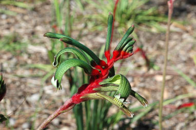 APII jpeg image of Anigozanthos manglesii  © contact APII