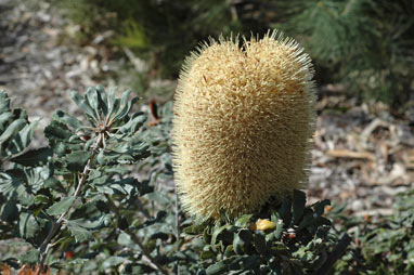 APII jpeg image of Banksia epica  © contact APII