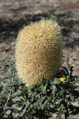 APII jpeg image of Banksia epica  © contact APII