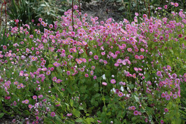 APII jpeg image of Rhodanthe manglesii  © contact APII