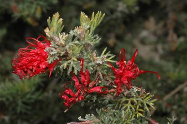 APII jpeg image of Grevillea humifusa  © contact APII