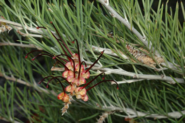 APII jpeg image of Grevillea calliantha  © contact APII