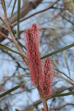 APII jpeg image of Hakea coriacea  © contact APII