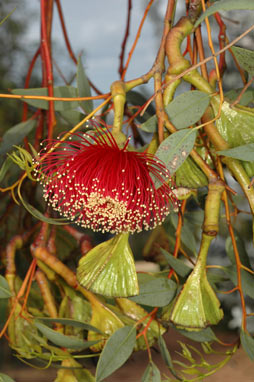 APII jpeg image of Eucalyptus pyriformis  © contact APII