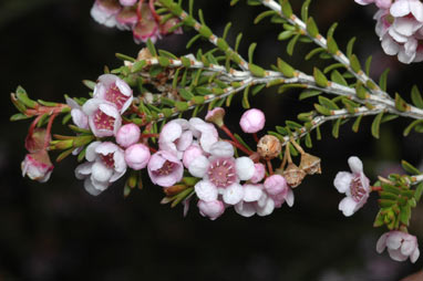 APII jpeg image of Thryptomene hyporhytis  © contact APII