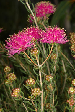 APII jpeg image of Melaleuca hollidayi  © contact APII