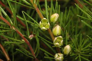 APII jpeg image of Boronia clavata  © contact APII