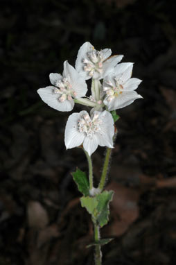 APII jpeg image of Xanthosia rotundifolia  © contact APII