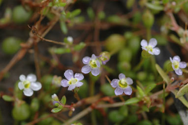 APII jpeg image of Glossostigma drummondii  © contact APII