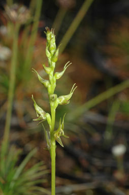 APII jpeg image of Prasophyllum gracile  © contact APII