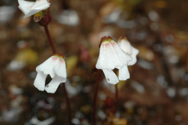 APII jpeg image of Stylidium sp. Mt Bayly (J.A. Wege & C. Wilkins JAW 1986)  © contact APII