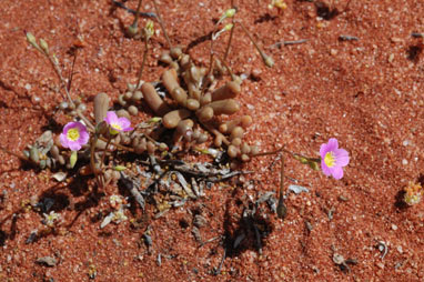 APII jpeg image of Calandrinia polyandra  © contact APII