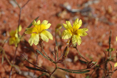 APII jpeg image of Goodenia berardiana  © contact APII