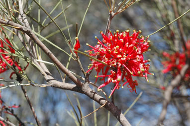 APII jpeg image of Grevillea sarissa subsp. sarissa  © contact APII