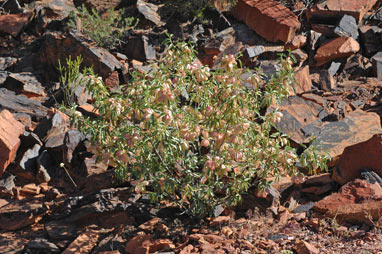 APII jpeg image of Dodonaea petiolaris  © contact APII